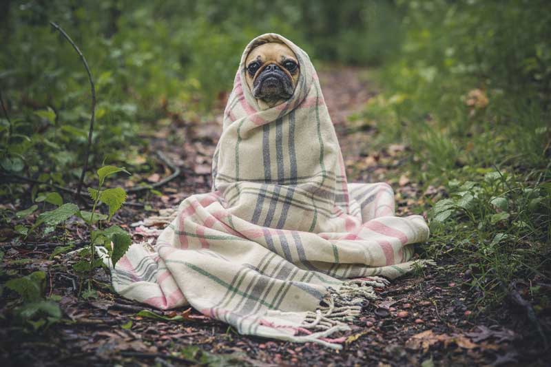 cane-malato cane-malato