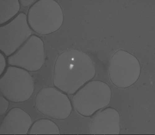 nanopatologia1.