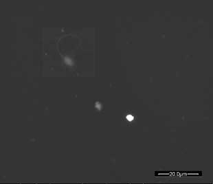 nanopatologia3.