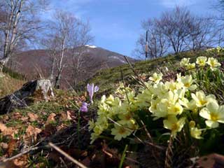 pollino PRIMULA