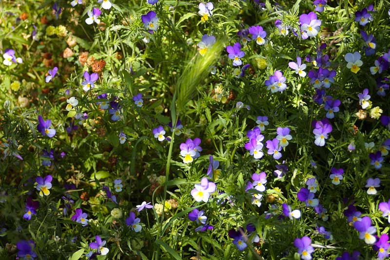 Fiori di Bach fiori-bach