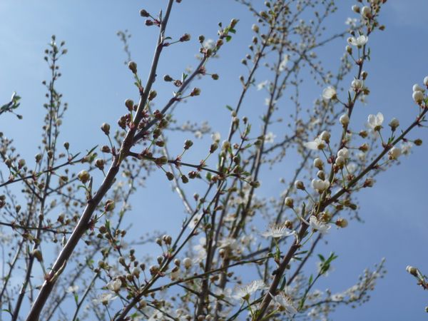 primavera