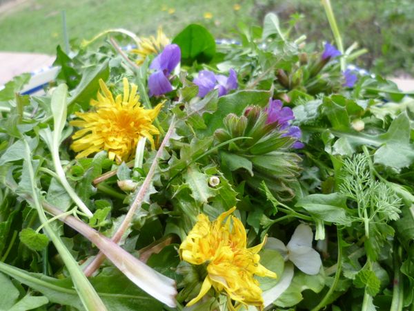 primavera_campi