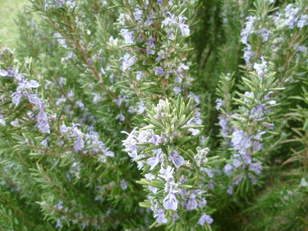 primavera_erbe
