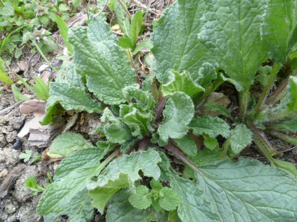 primavera_erbe_campo