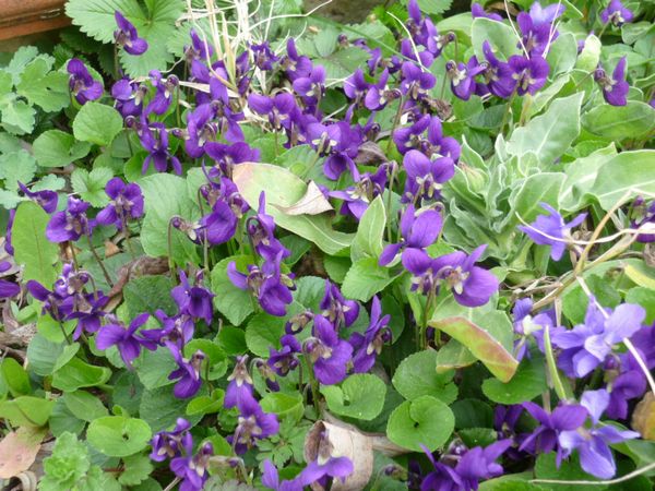 primavera_erbette