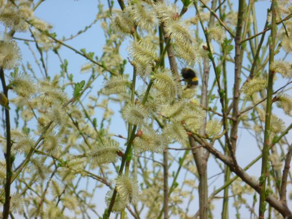 primavera_fibre