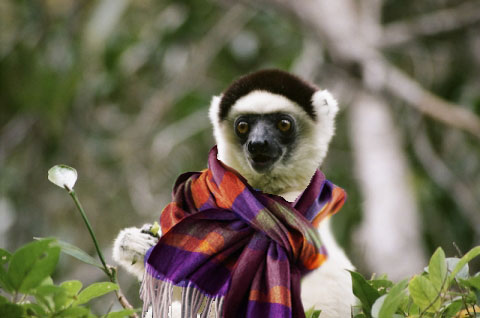 lemure-sciarpa. 