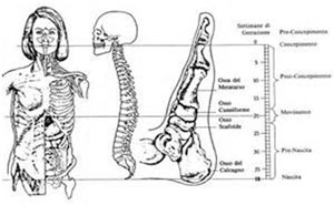 Tecnica metamorfica tecnica-metamorfica