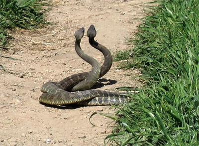 serpenti
